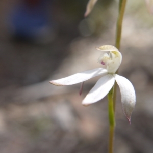 Caladenia ustulata at Downer, ACT - suppressed