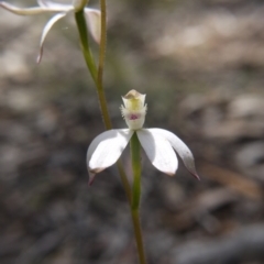 Caladenia ustulata at Downer, ACT - suppressed