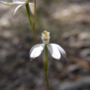 Caladenia ustulata at Downer, ACT - 11 Oct 2020