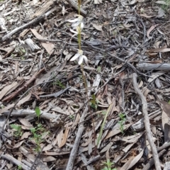 Caladenia ustulata at Downer, ACT - suppressed