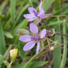 Erodium cicutarium (Common Storksbill, Common Crowfoot) at Rugosa - 10 Oct 2020 by SenexRugosus