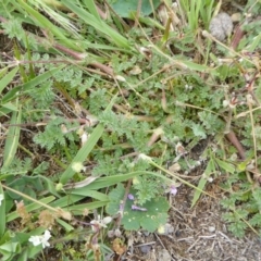 Erodium cicutarium at Yass River, NSW - 10 Oct 2020 03:09 PM