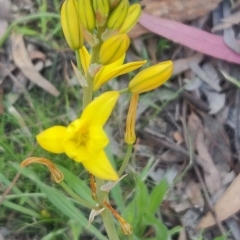 Bulbine bulbosa (Golden Lily) at University of Canberra - 11 Oct 2020 by Coggo