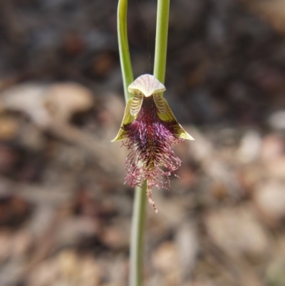 Calochilus platychilus (Purple Beard Orchid) at Downer, ACT - 11 Oct 2020 by ClubFED