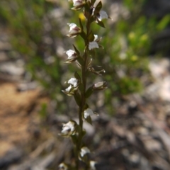 Paraprasophyllum brevilabre (Short-lip Leek Orchid) at Downer, ACT - 11 Oct 2020 by ClubFED