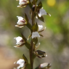 Prasophyllum brevilabre at Downer, ACT - 11 Oct 2020