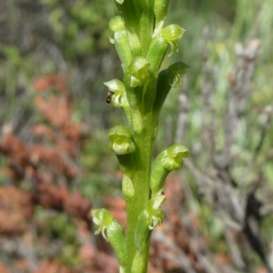 Microtis parviflora at Theodore, ACT - suppressed