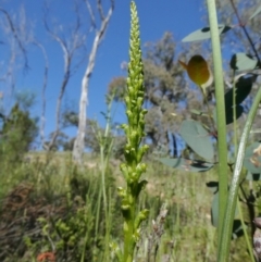 Microtis parviflora at Theodore, ACT - suppressed