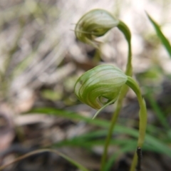 Pterostylis nutans (Nodding Greenhood) at Downer, ACT - 11 Oct 2020 by ClubFED