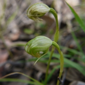 Pterostylis nutans at Downer, ACT - 11 Oct 2020