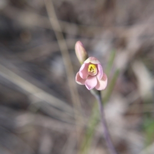 Thelymitra carnea at Downer, ACT - 11 Oct 2020