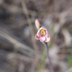 Thelymitra carnea at Downer, ACT - suppressed