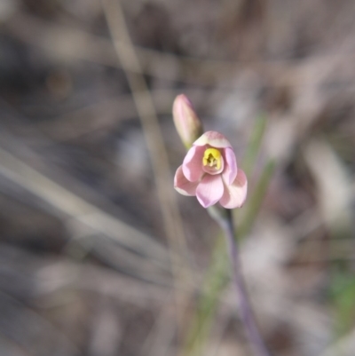 Thelymitra carnea (Tiny Sun Orchid) at Downer, ACT - 11 Oct 2020 by ClubFED