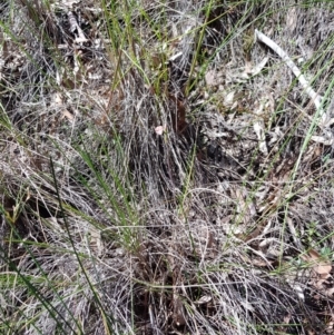 Thelymitra carnea at Downer, ACT - suppressed