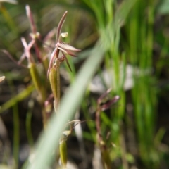 Cyrtostylis reniformis (Common Gnat Orchid) at Black Mountain - 11 Oct 2020 by ClubFED