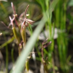 Cyrtostylis reniformis (Common Gnat Orchid) at Downer, ACT - 11 Oct 2020 by ClubFED