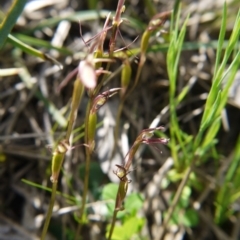 Cyrtostylis reniformis at suppressed - 11 Oct 2020