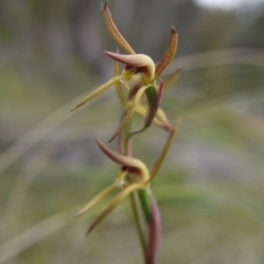 Lyperanthus suaveolens (Brown Beaks) at Downer, ACT - 11 Oct 2020 by ClubFED