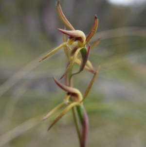 Lyperanthus suaveolens at Downer, ACT - suppressed