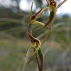 Lyperanthus suaveolens at Downer, ACT - suppressed