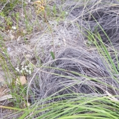 Lyperanthus suaveolens at Downer, ACT - 11 Oct 2020