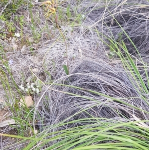 Lyperanthus suaveolens at Downer, ACT - suppressed