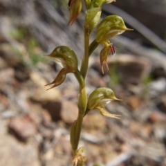 Oligochaetochilus aciculiformis (Needle-point rustyhood) at Downer, ACT - 11 Oct 2020 by ClubFED