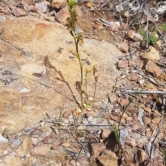 Oligochaetochilus aciculiformis at Downer, ACT - 11 Oct 2020