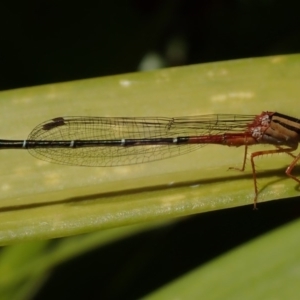 Xanthagrion erythroneurum at Spence, ACT - 11 Oct 2020