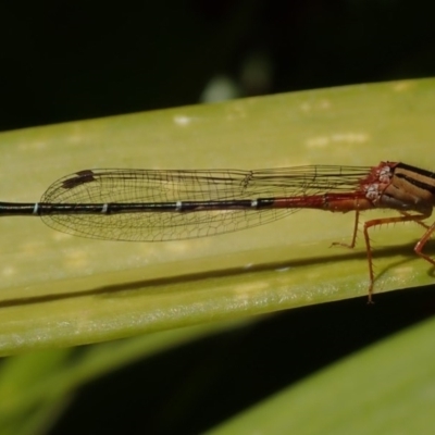 Xanthagrion erythroneurum (Red & Blue Damsel) at Spence, ACT - 11 Oct 2020 by Laserchemisty