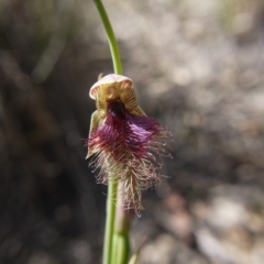 Calochilus platychilus (Purple Beard Orchid) at Downer, ACT - 11 Oct 2020 by ClubFED