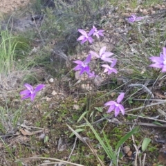 Glossodia major (Wax Lip Orchid) at Downer, ACT - 11 Oct 2020 by ClubFED