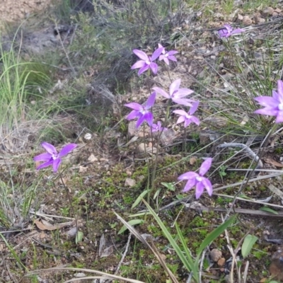 Glossodia major (Wax Lip Orchid) at Downer, ACT - 11 Oct 2020 by ClubFED