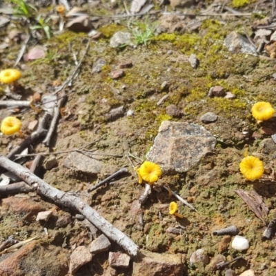 Lichenomphalia chromacea (Yellow Navel) at Black Mountain - 11 Oct 2020 by ClubFED