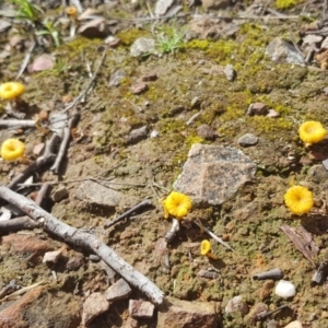 Lichenomphalia chromacea at Downer, ACT - 11 Oct 2020