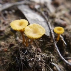 Lichenomphalia chromacea at Downer, ACT - 11 Oct 2020