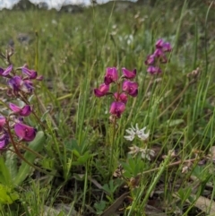 Swainsona sericea (Silky Swainson-Pea) at Holt, ACT - 11 Oct 2020 by MattM