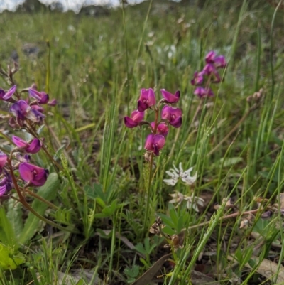 Swainsona sericea (Silky Swainson-Pea) at The Pinnacle - 11 Oct 2020 by MattM