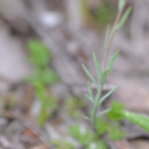 Linaria arvensis at Kowen, ACT - 12 Sep 2020