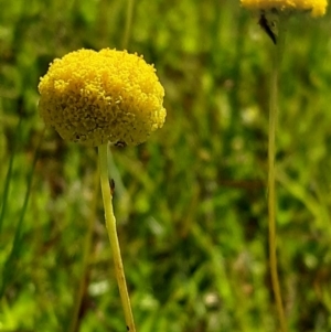 Craspedia variabilis at Forde, ACT - 11 Oct 2020