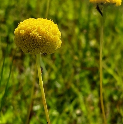 Craspedia variabilis (Common Billy Buttons) at Forde, ACT - 10 Oct 2020 by mlech