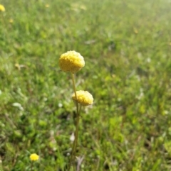 Craspedia variabilis at Forde, ACT - 11 Oct 2020