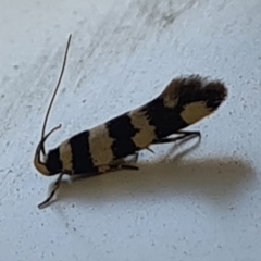 Macrobathra (genus) (A cosmet moth) at Molonglo Valley, ACT - 10 Oct 2020 by AaronClausen