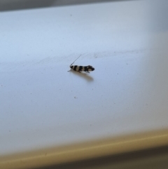 Macrobathra (genus) at Molonglo Valley, ACT - 10 Oct 2020