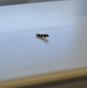 Macrobathra (genus) at Molonglo Valley, ACT - 10 Oct 2020