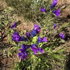 Echium plantagineum (Paterson's Curse) at Hughes, ACT - 11 Oct 2020 by ruthkerruish