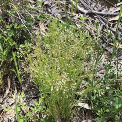 Aira elegantissima (Delicate Hairgrass) at Garran, ACT - 11 Oct 2020 by ruthkerruish