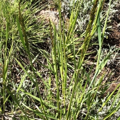 Festuca arundinacea (Tall Fescue) at Hughes Garran Woodland - 11 Oct 2020 by ruthkerruish