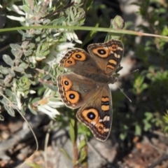 Junonia villida (Meadow Argus) at Aranda Bushland - 10 Oct 2020 by KMcCue