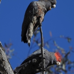 Callocephalon fimbriatum (Gang-gang Cockatoo) at Aranda, ACT - 10 Oct 2020 by KMcCue